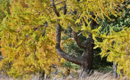 013 - die krumme fichte